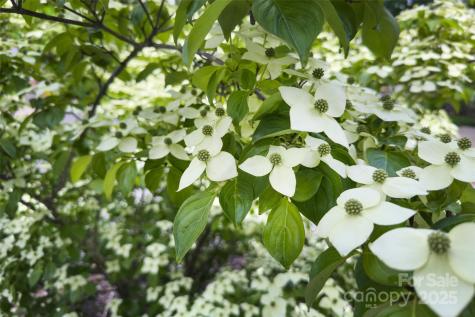 3 Teresa Way Black Mountain NC 28711