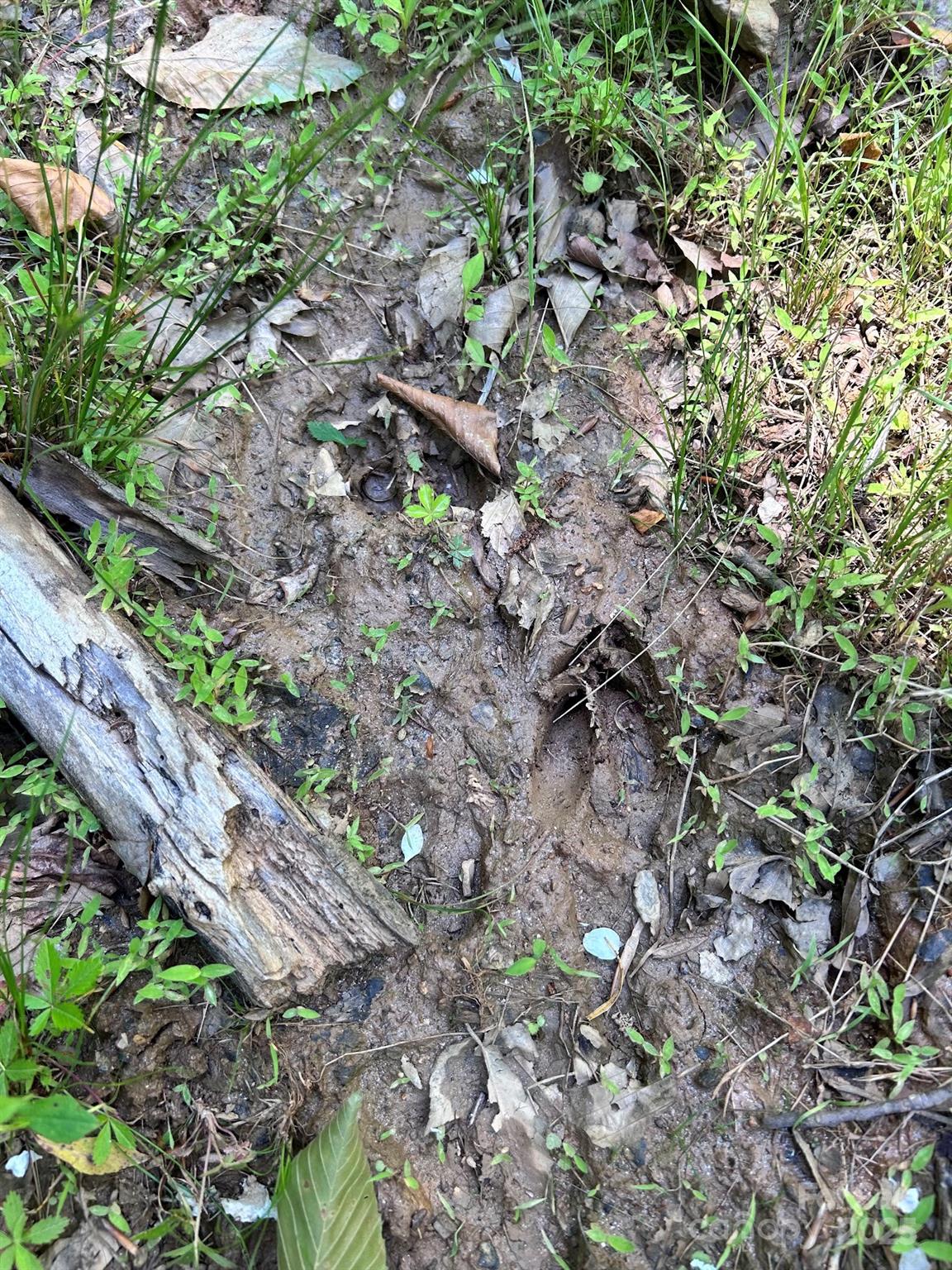 611 Johnson Hollow Road Bakersville NC 28705