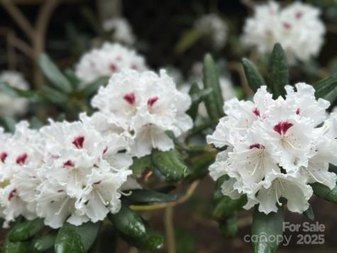 64 Marlowe Drive Asheville NC 28801