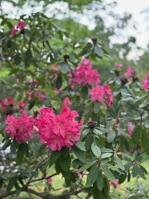 64 Marlowe Drive Asheville NC 28801