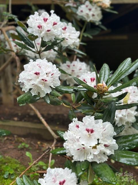 64 Marlowe Drive Asheville NC 28801