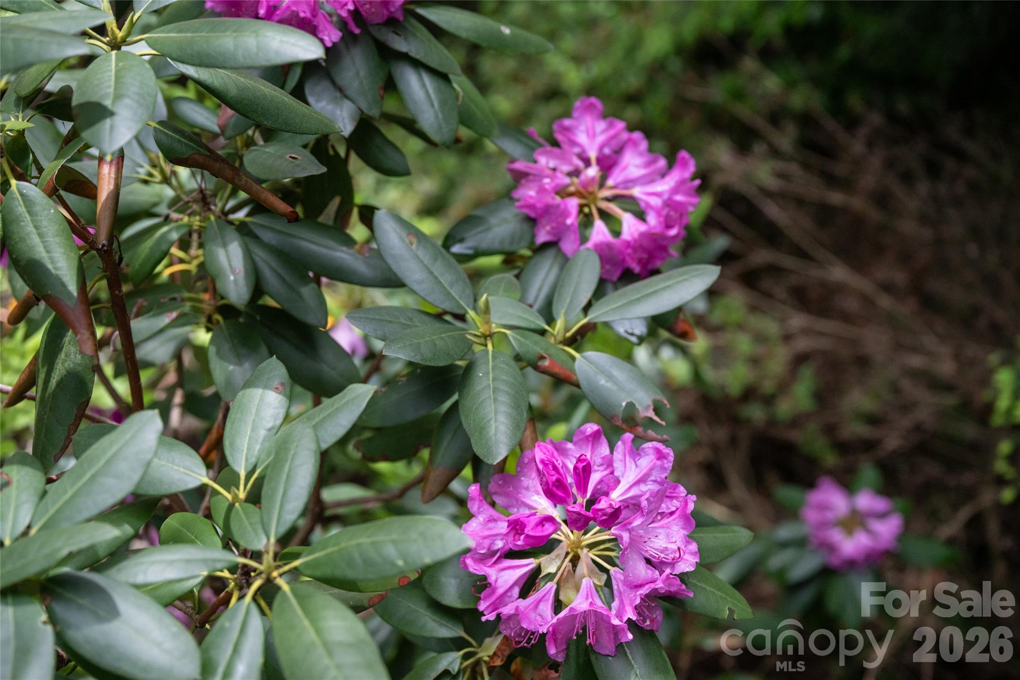 201 Covewood Trail Asheville NC 28805