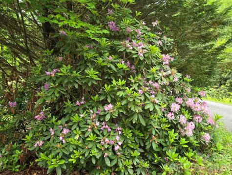 229 Hubbard Hollow Road Rosman NC 28772