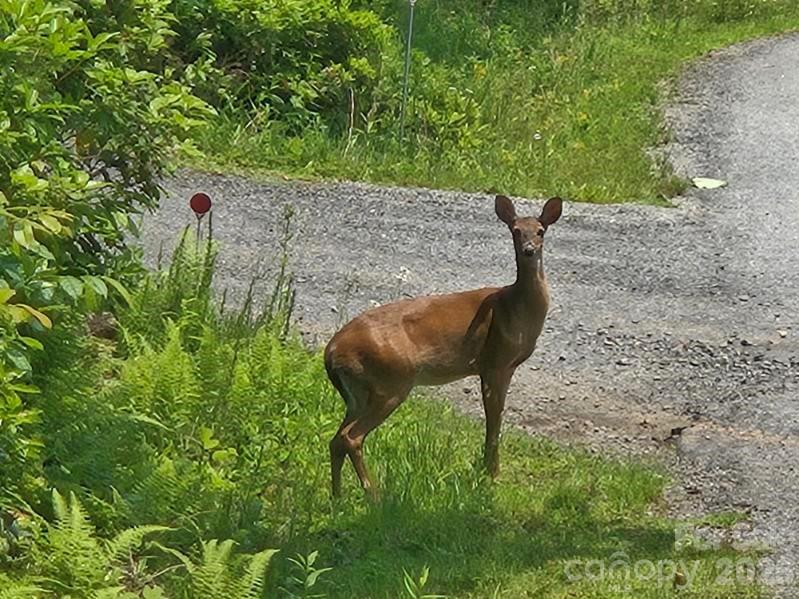 229 Hubbard Hollow Road Rosman NC 28772