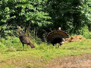 338 Espen Ridge Asheville NC 28804