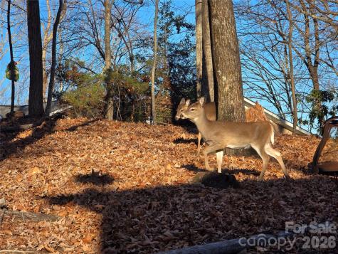 10 Chestnut Ridge Road Mills River NC 28759