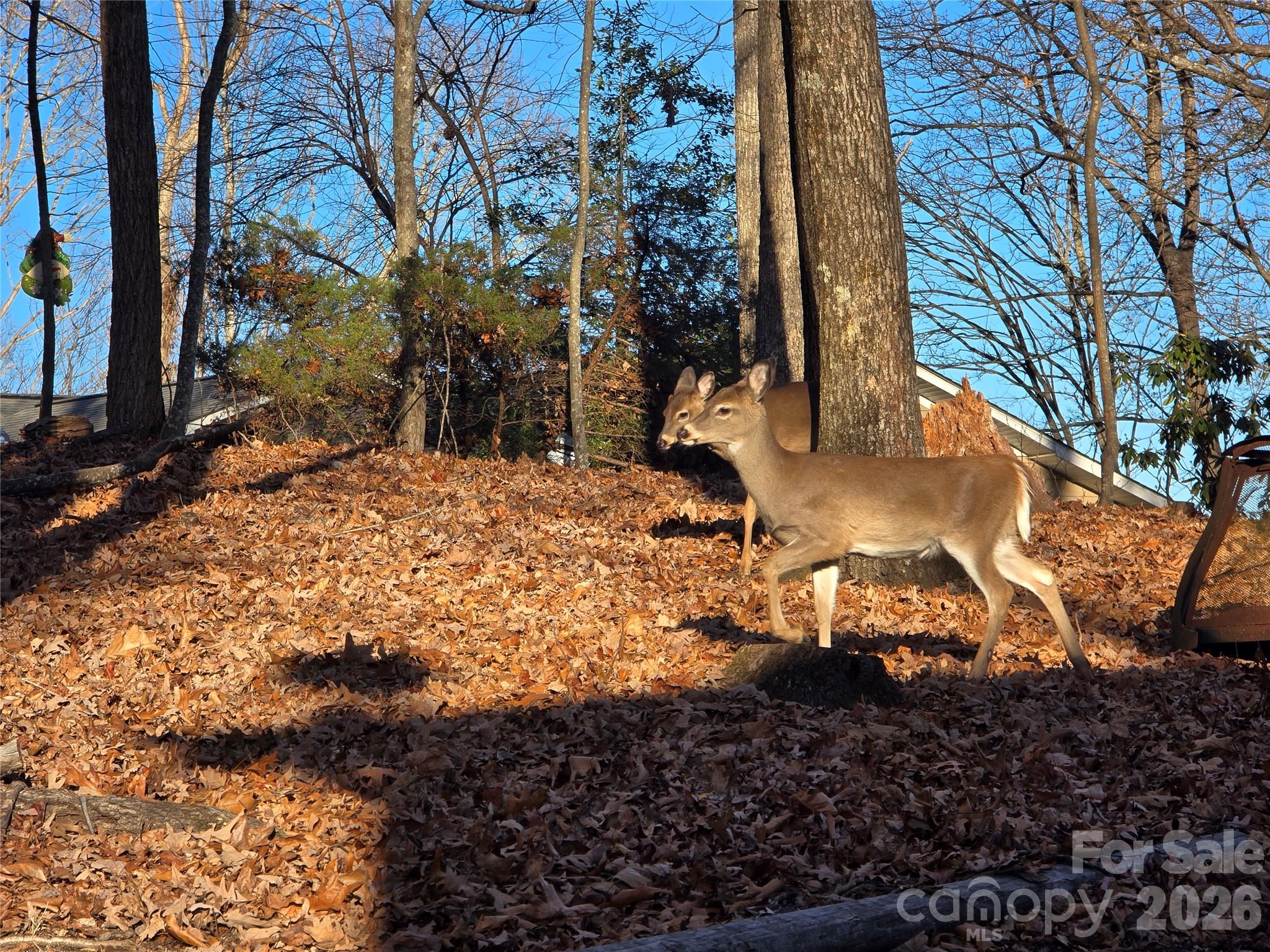 10 Chestnut Ridge Road Mills River NC 28759