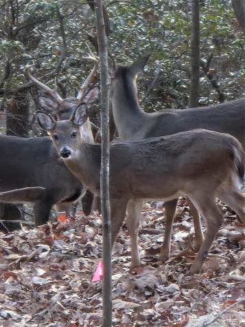 10 Chestnut Ridge Road Mills River NC 28759