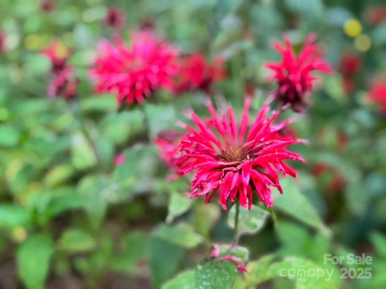 297 Hillside Street Asheville NC 28801