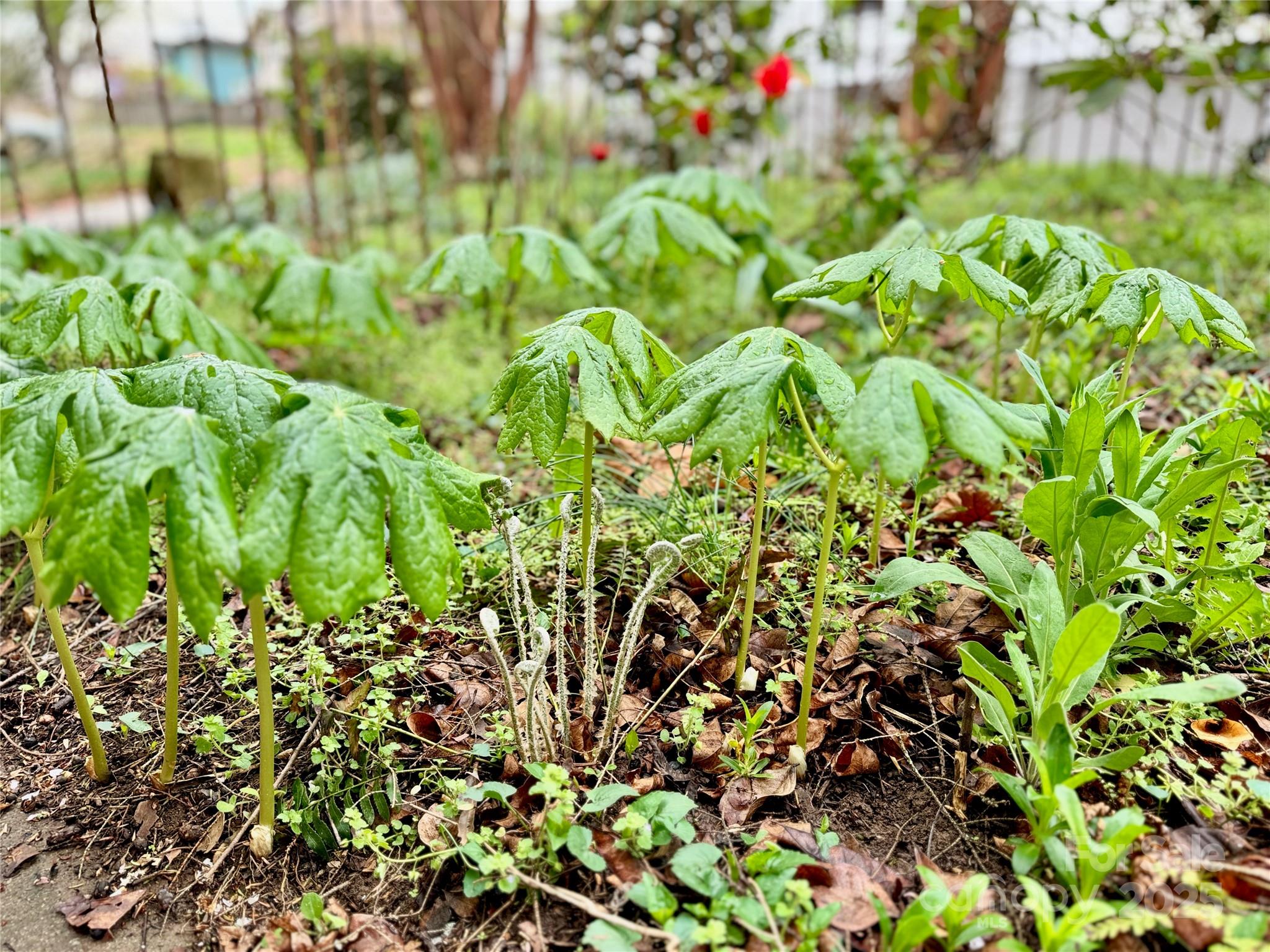 297 Hillside Street Asheville NC 28801