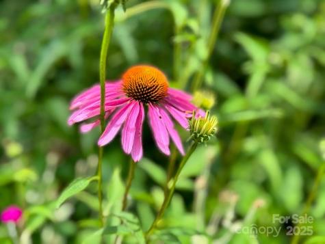 297 Hillside Street Asheville NC 28801