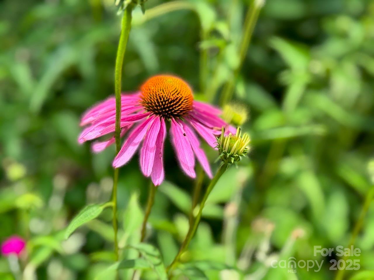 297 Hillside Street Asheville NC 28801