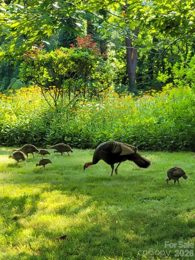 75 Cisco Road Asheville NC 28805