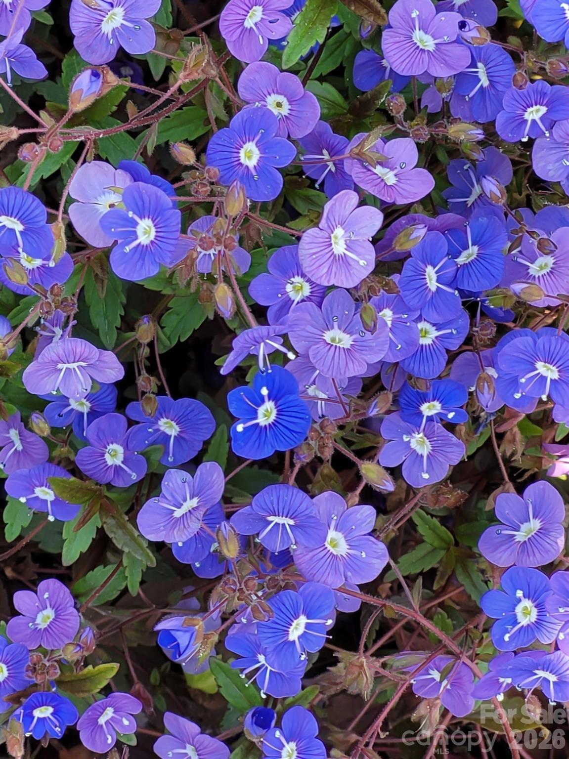 75 Cisco Road Asheville NC 28805