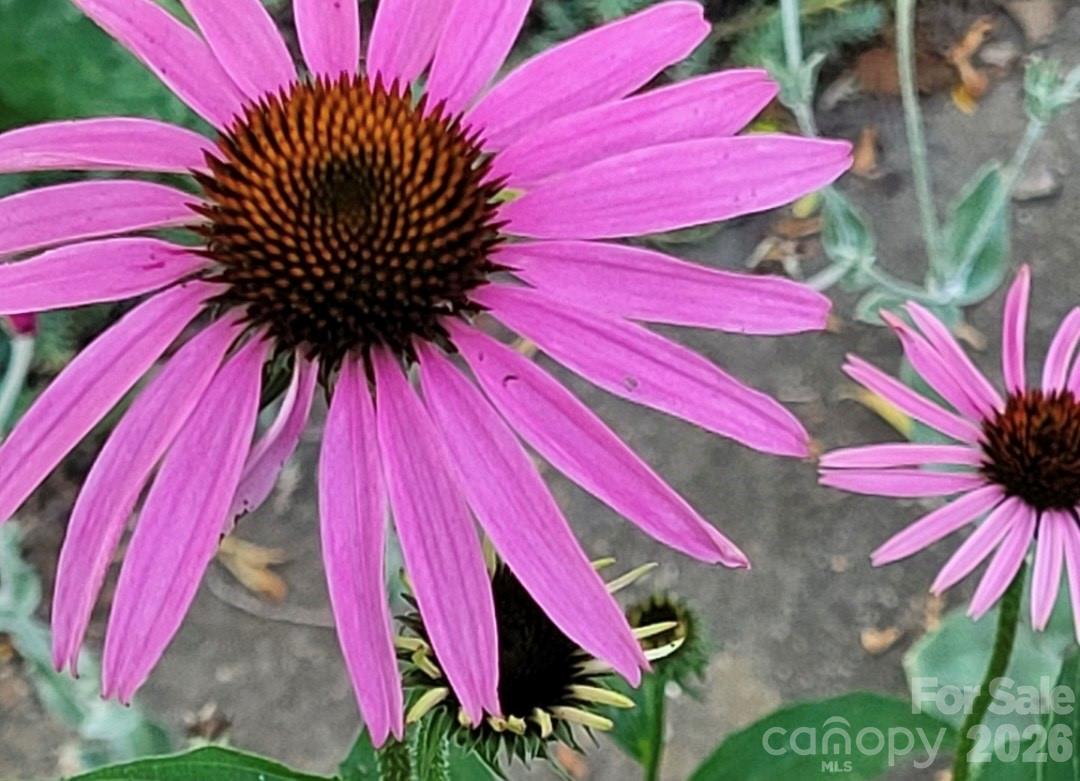 75 Cisco Road Asheville NC 28805