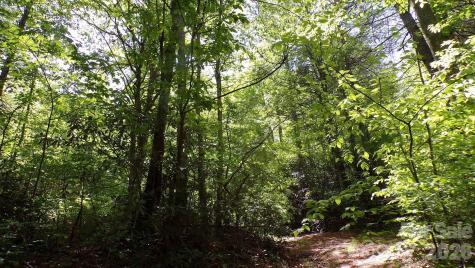 216 Paradise Road Hendersonville NC 28792