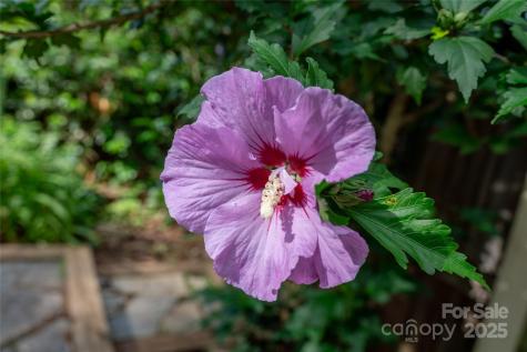 62 Rumbough Place Asheville NC 28806