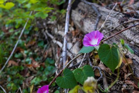 87 Pershing Road Asheville NC 28805