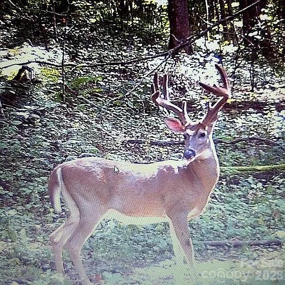 488 Cad Campbell Road Bakersville NC 28705