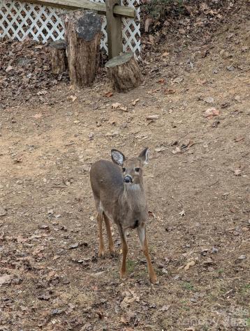 43 Deer Run Drive Asheville NC 28803