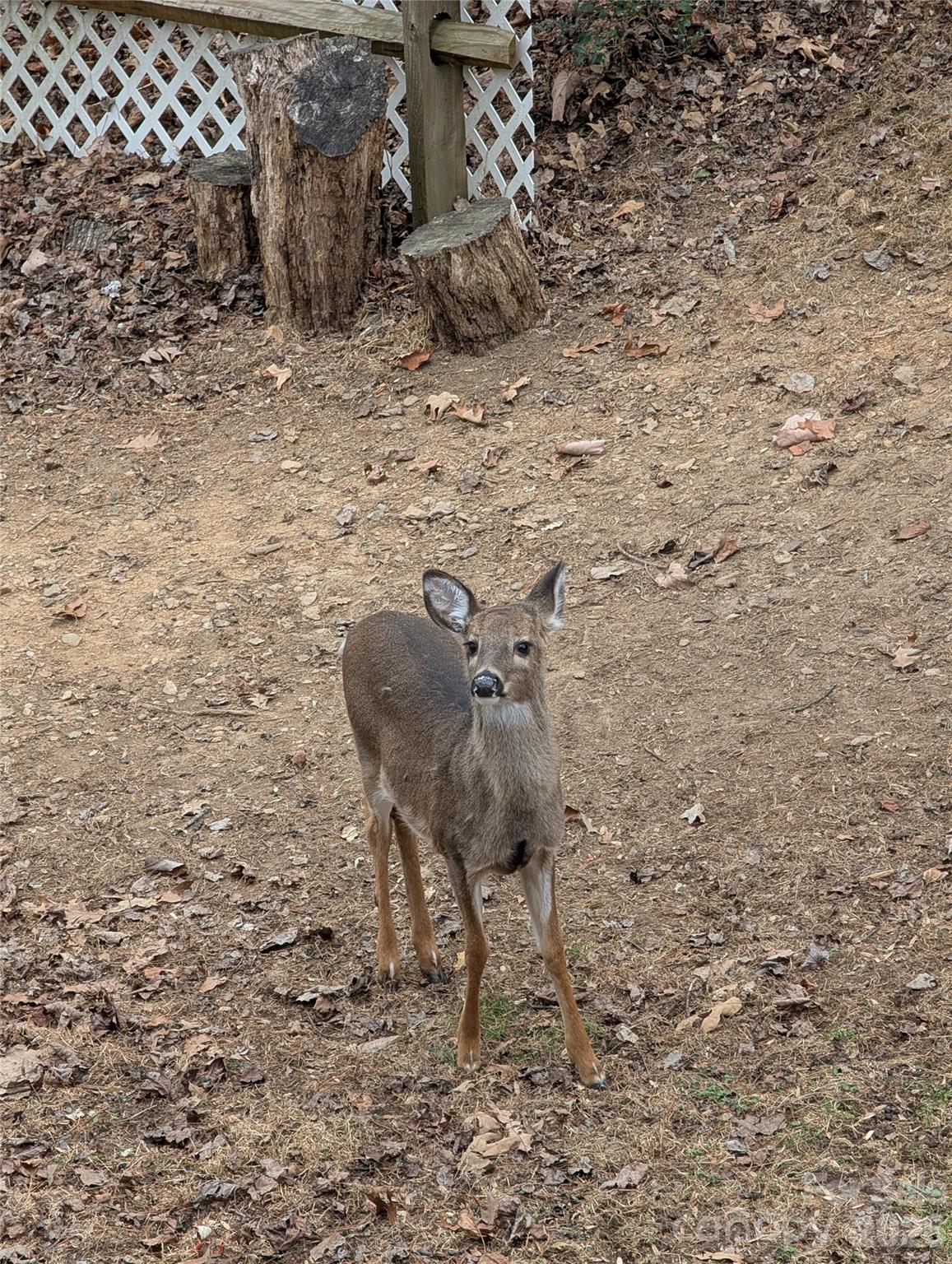43 Deer Run Drive Asheville NC 28803