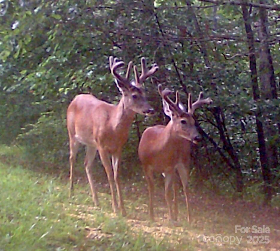 610 Cross Ridge Drive Rutherfordton NC 28139