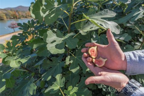 2 Westwood Road Asheville NC 28804