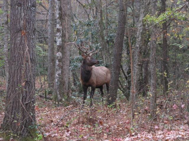 399 Bent Tree Road Maggie Valley NC 28751