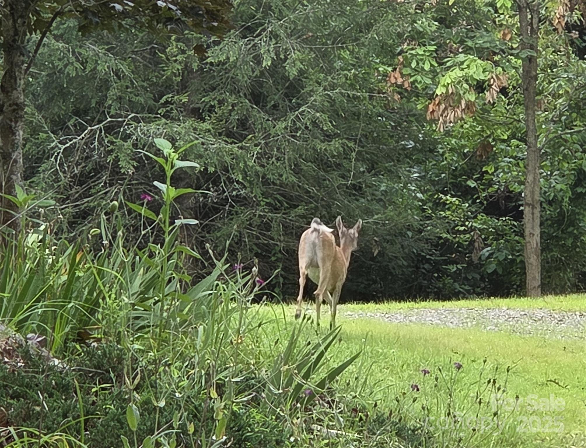 15 Mountain Tea Lane Alexander NC 28701