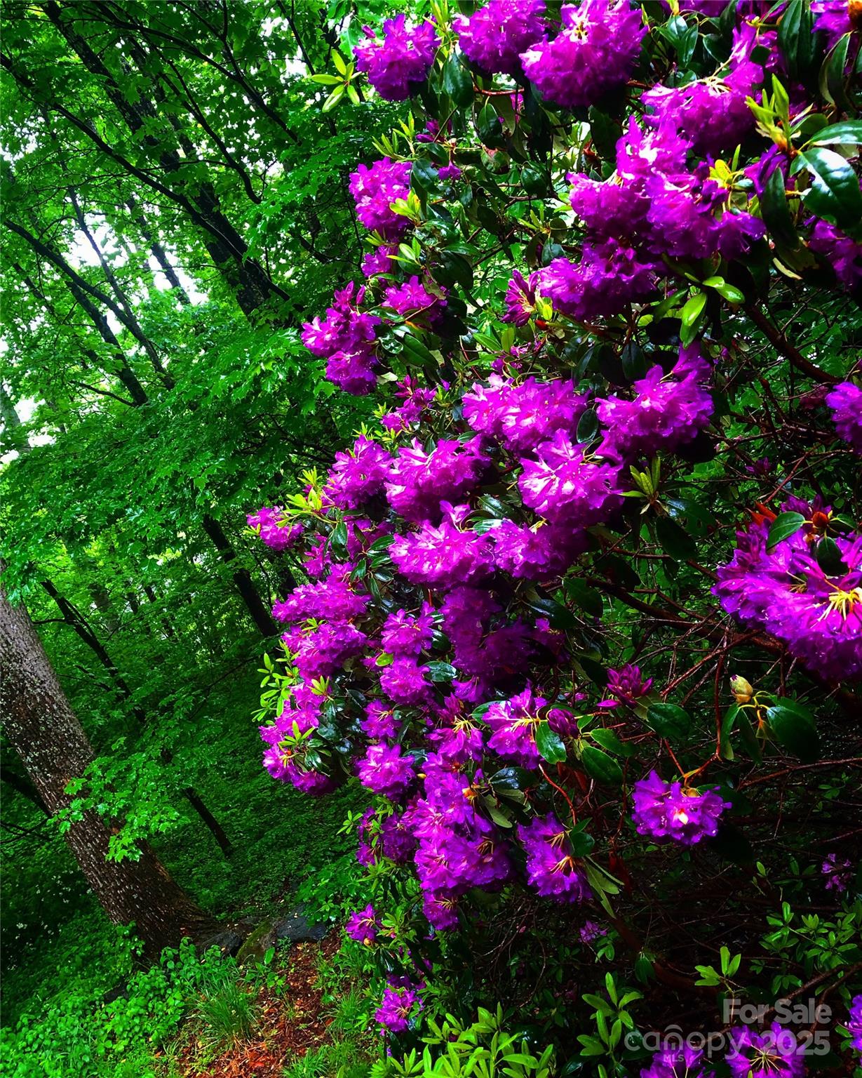 23 Hunting Lodge Drive Black Mountain NC 28711