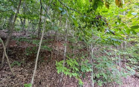 Lot 34 The Overlook At Young Harris Young Harris GA 30582