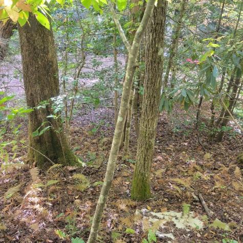 3.38 Long Creek Robbinsville NC 28771
