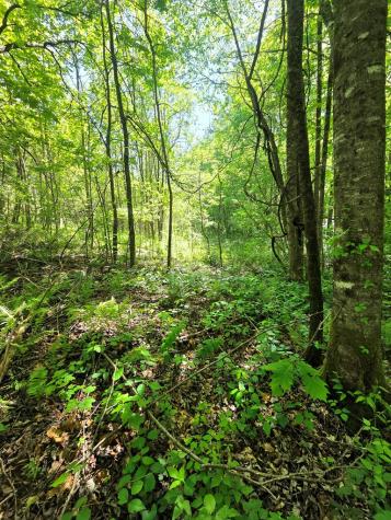 00 Vincent Colvin Road Robbinsville NC 28771