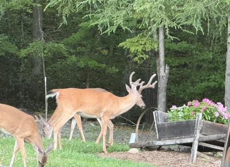 245 Panther Hill Road Murphy NC 28906