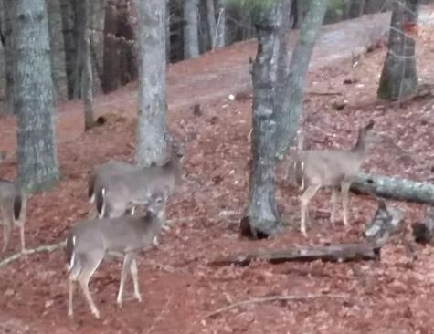 552 Leonard Lane Murphy NC 28906