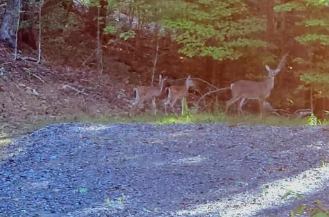 552 Leonard Lane Murphy NC 28906