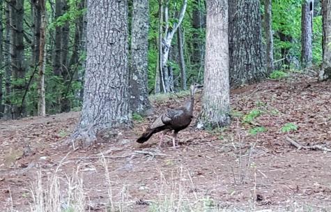 552 Leonard Lane Murphy NC 28906