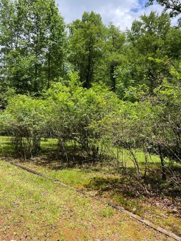 Mineral Bluff GA 30559