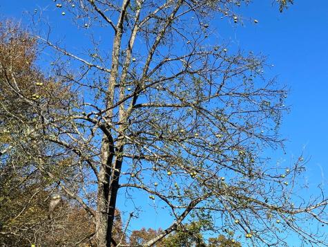 1838 Liberty Road Murphy NC 28906