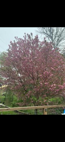 282 Myers Branch Murphy NC 28906