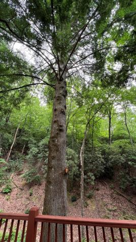 760 Horton Road Murphy NC 28906