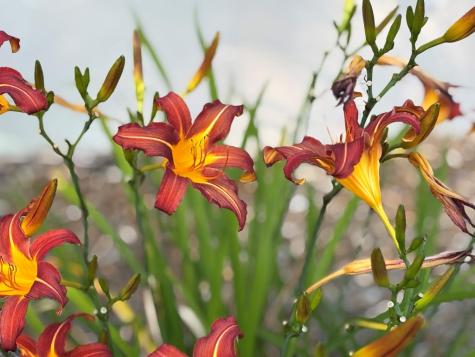 214 Cross Creek Trail Robbinsville NC 28771