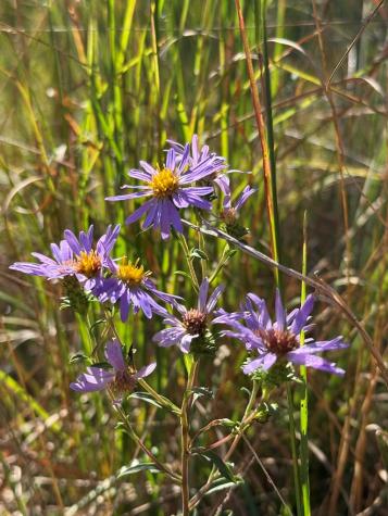 28 Joyce Road Murphy NC 28906