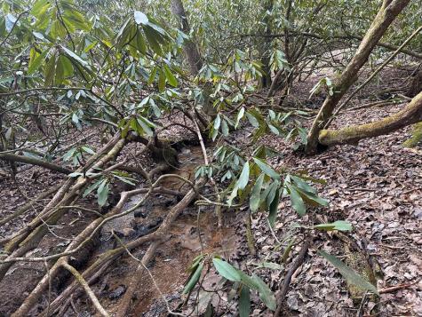 184 Loganberry Lane Hayesville NC 28904