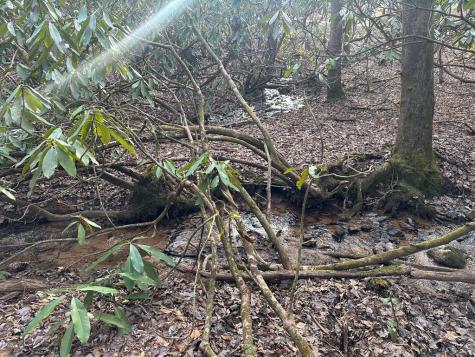 184 Loganberry Lane Hayesville NC 28904