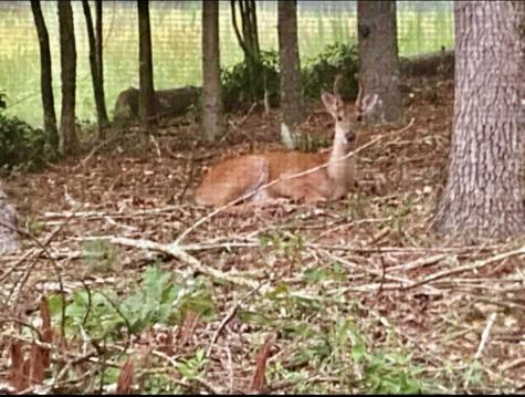 30 Zoe Hill Murphy NC 28906