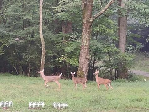 64 Timberline Road Murphy NC 28906