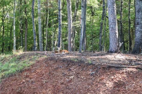 1117 Poor House Mountian Trail Murphy NC 28906