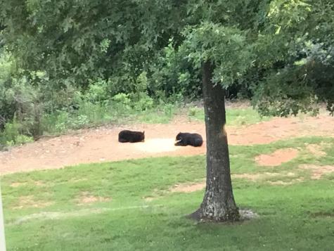 124 Graystone Drive Murphy NC 28906