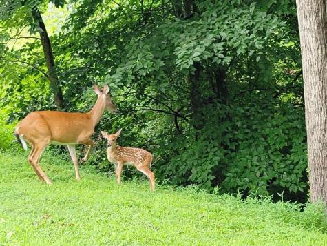 170 Fern Ridge Trail Murphy NC 28906